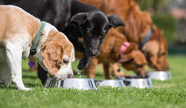 Probióticos para perros: ¿por qué importan en su alimentación diaria?