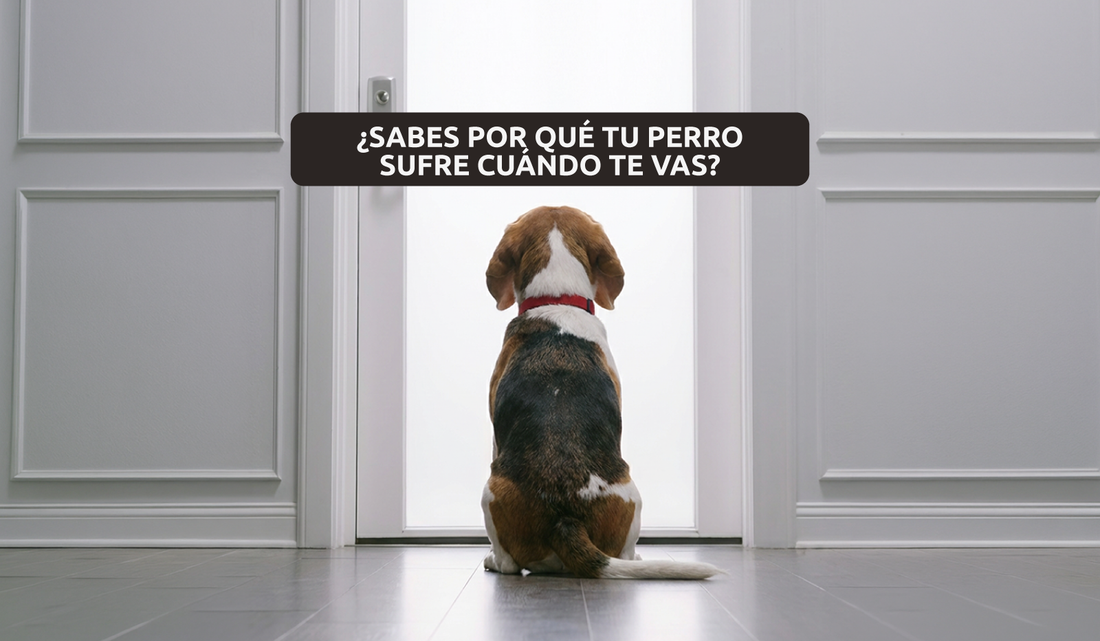 ¿Sabes por qué tu perro sufre cuando te vas?