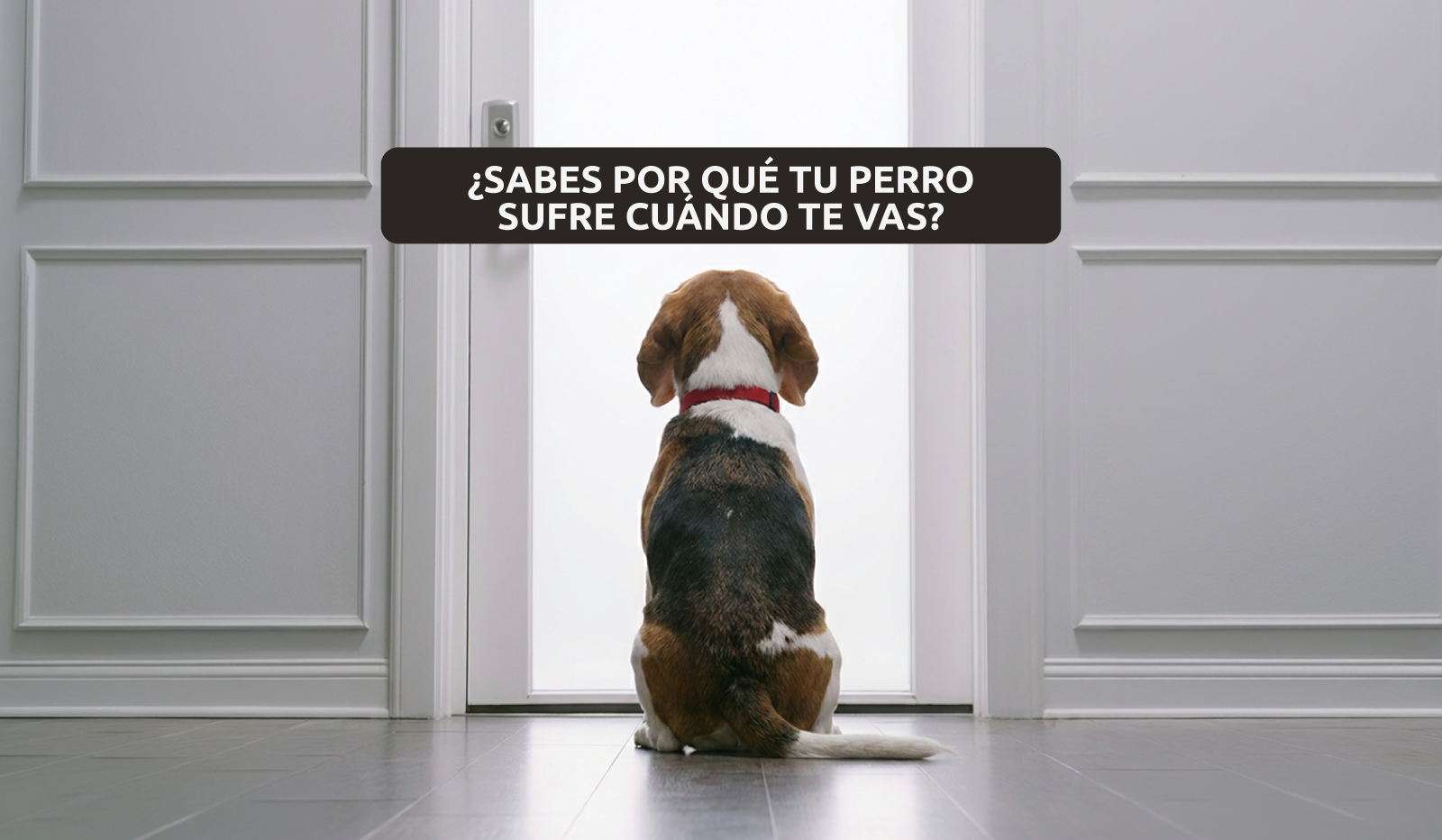 ¿Sabes por qué tu perro sufre cuando te vas?