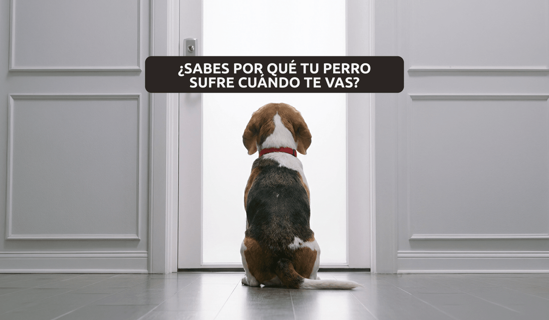 ¿Sabes por qué tu perro sufre cuando te vas? - Dog Dojo